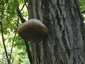 Bükkfa-tapló (Fomes fomentarius), Budai-hegység